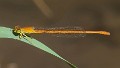 Ceriagrion glabrum male